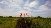 wp_20170625_009